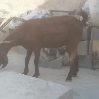 یک عددبز|حیوانات مزرعه|برازجان, |دیوار