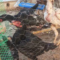 خروس لاری|حیوانات مزرعه|یزد, |دیوار