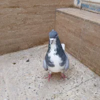جفت شهری کاکلی