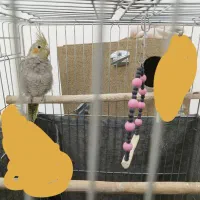 عروس هلندی|پرنده|اردکان, |دیوار