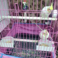 یک جفت عروس هلندی با قفس