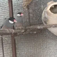 فنج نرگسی|پرنده|میناب, |دیوار