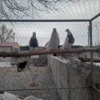 کبوتر طوقی|پرنده|بشاریات, |دیوار