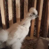 مرغ و خروس جوجه ابریشمی