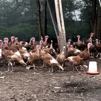 بوقلمون بربورن