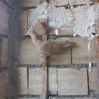 کبوتر پرشی و جفتگاه