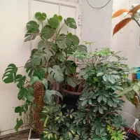 گل و گلدان|گل و گیاه طبیعی|آمل, |دیوار