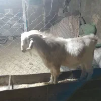 بز نر گوسفند