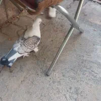 ۶ عدد  کبوتر ساتن بلژیکی   پشت طاوسی