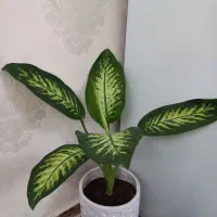 گل دیفن باخیا و فیکوس