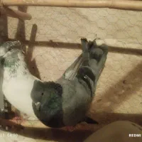 کبوتر پرشی|پرنده|گرمدره, |دیوار