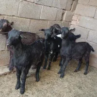 کره مورسیا کوهبنان