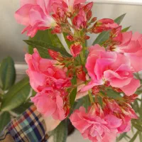 گل فیکوس سودی