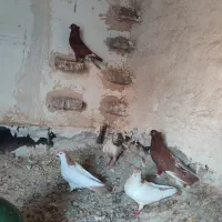 کبوتر|پرنده|بیرجند, |دیوار