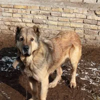 سگ سرابی اصیل|سگ|نوشین شهر, |دیوار