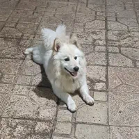 سگ اشپیتز پامرانین