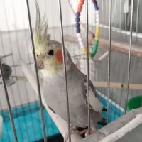 عروس هلندی دستی