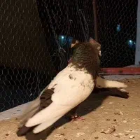 کفتر