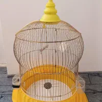 قفس لاکچری