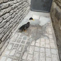 اردک