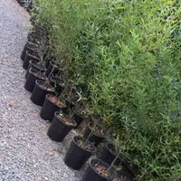 خیزران ( بامبو)|خدمات باغبانی و درختکاری|تهران, بازار|دیوار