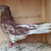 کبوتر  سیاتی سمن‌اتشی|پرنده|کرمانشاه, |دیوار