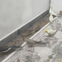 جفت نروماده عروس هلندی و ۴تا جوجه عروس هلندی