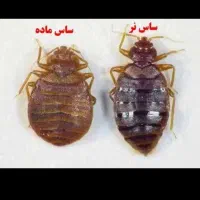 سمپاشی موریانه اصولی سم پاشی ساس سوسک تضمینی|خدمات نظافت|شاهینشهر, شهرک امام علی|دیوار