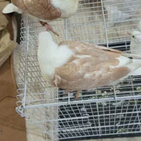 کبوتردوبال اهوازی|پرنده|مینودشت, |دیوار