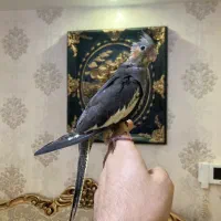 عروس هلندی مولد و بالغ و جوجه(گیرینچیک-ملنگو-راهب)|پرنده|رشت, یخسازی|دیوار