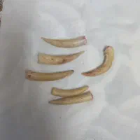 لاری خروس|حیوانات مزرعه|حویق, |دیوار