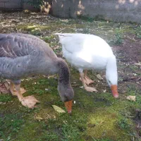 غاز محلی دستی