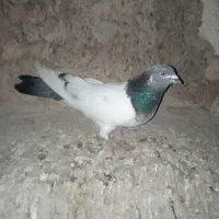 کبوتر‌کله‌دار
