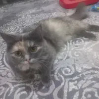 گربه ماده|گربه|رشت, کاکتوس|دیوار