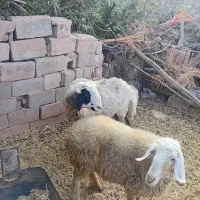 قوچ|حیوانات مزرعه|میمند, |دیوار