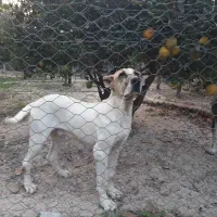 توله خراسانی 5ماهه درجه 1|سگ|ساری, |دیوار