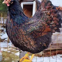 مرغ و خروس سیاه وسفید جهت قربانی