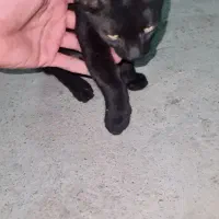 بچه گربه مشکی اهلی(دستش شکسته(