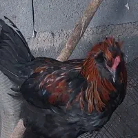 تخم مرغ زینتی آراکانا آبی و مرغ کرک|حیوانات مزرعه|اهواز, اهواز|دیوار