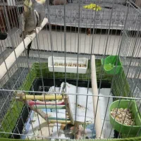 یک جفت عروس هلندی|پرنده|هشتگرد, فاز ۱ مهستان|دیوار