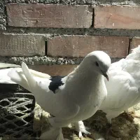 دو عدد نر فروشی