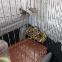 جوجه سره بستان اباد ب شرط نر|پرنده|قرچک, شهرک صنعتی قرچک|دیوار