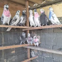 کبوتر پرشی قاره کفتر ۲ساله گرو شدن