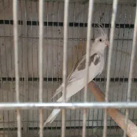 عروس هلندی شاه طوطی قفس پرنده.خریدار پرنده|پرنده|کرج, حصارک بالا|دیوار
