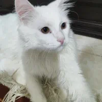 گربه|گربه|سهند, |دیوار