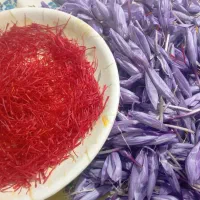 زرشک تازه  و آبدارو گل زعفران وپیازچه زعفران