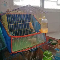 قناری جون سرامیک دهن زن هشت ماه