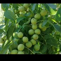 نهال تضمینی و شناسه دار