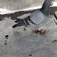 پلاکی گرفتنی|حیوانات|شیراز, زند|دیوار