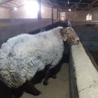 فروش شیشک قوچ شیره دار